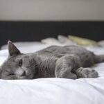 A greyish cat is lying on the bed relaxing and enjoying itself Why do cats make muffins?