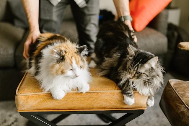 An owner pettifies two cats while they rest on the couch. Why do cats like butt pats.