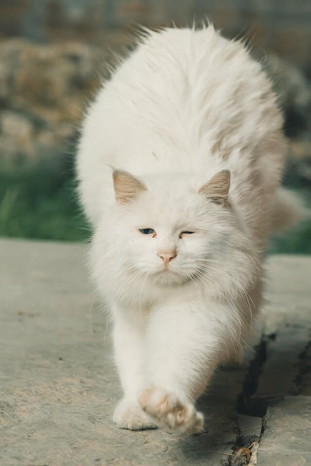 The front view of a white cat in stretching position.