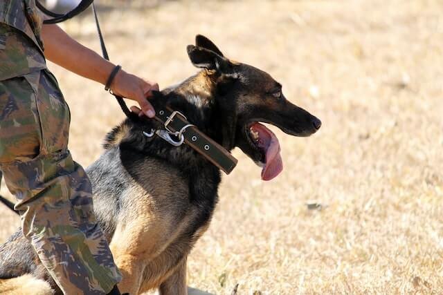 The police officer is holding K-9's neck belt.
Are Police Dogs Neutered?