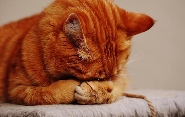 Are ginger cats dumb? The orange tabby cat hides his face.