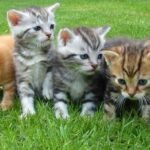 Front view of a group of cats sitting together. Do Cats Have Adam's Apple