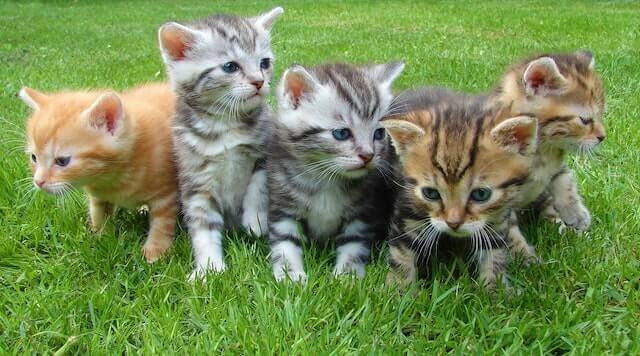 Front view of a group of cats sitting together. Do Cats Have Adam's Apple