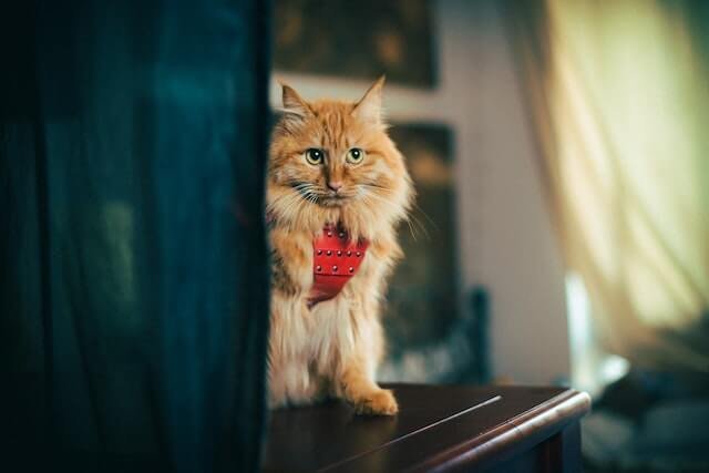Tabby orange cat.
why are orange cats so dumb?