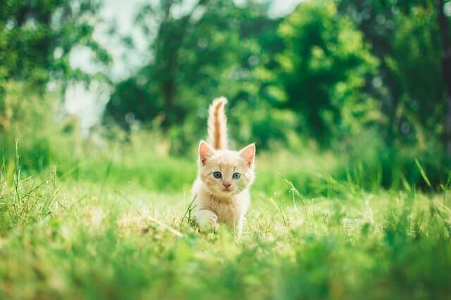 Why do cats like the pspsps sound?
An adorable white kitten walks by