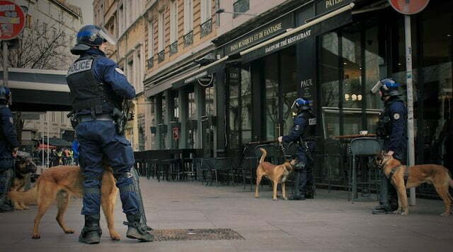 Are police dogs neutered? Four police dogs are being handled by four police officers.