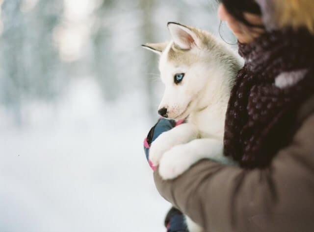 Are all puppies born with blue eyes?
A close-up of a beautiful Siberian Husky being held by its proud owner in the snow, with a blurry background of more snow-covered trees and bushes.