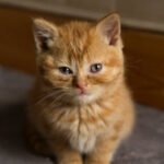 Are female orange cats rare?