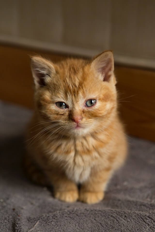 Are female orange cats rare?
