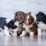 Are all puppies born with blue eyes? 