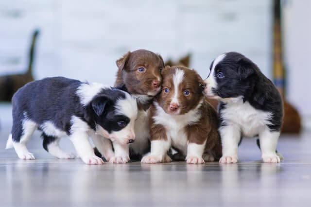 Are all puppies born with blue eyes? 
