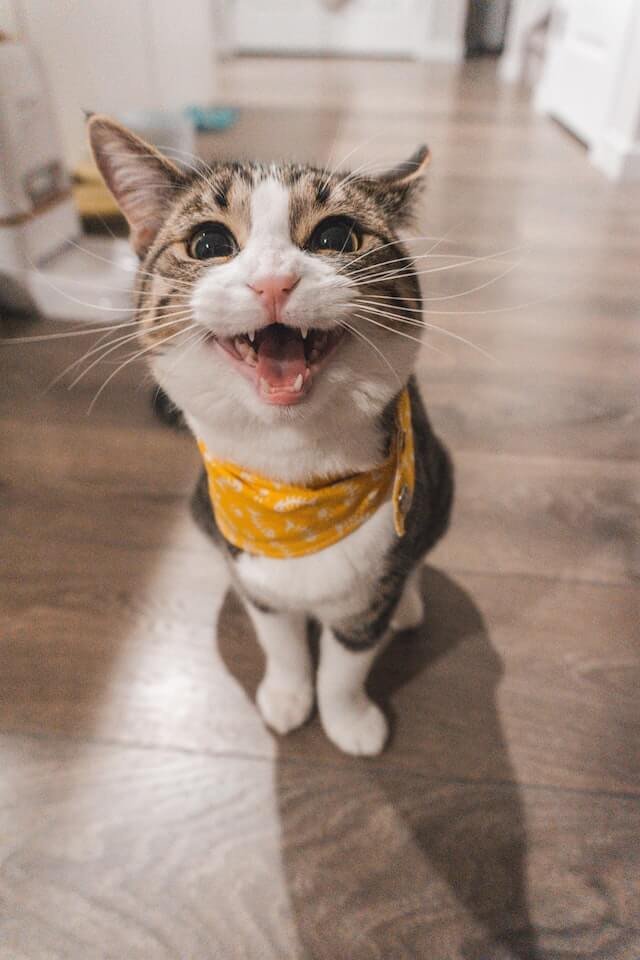 why do cats like the pspsps sound