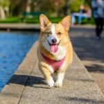 Can dogs breathe through their mouth?
