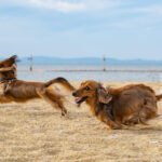 Are long haired dachshunds hypoallergenic? Are long haired dachshunds hypoallergenic? Two playful dachshunds, with long bodies and short legs, run side by side on the sandy beach with big grins on their faces. The waves from the ocean crash in the background, adding to the excitement of their beach adventure.