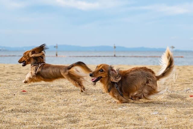 Are long haired dachshunds hypoallergenic? Are long haired dachshunds hypoallergenic? Two playful dachshunds, with long bodies and short legs, run side by side on the sandy beach with big grins on their faces. The waves from the ocean crash in the background, adding to the excitement of their beach adventure.