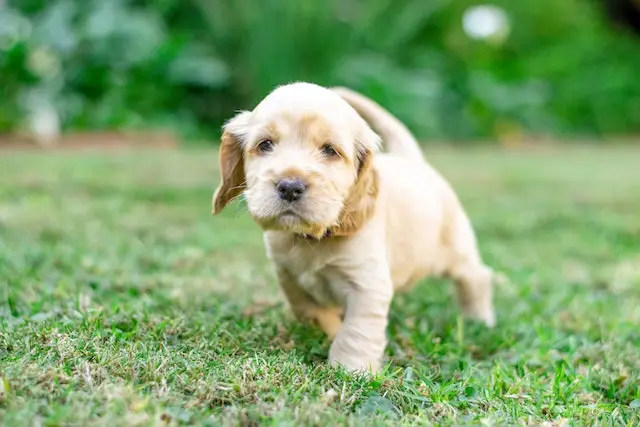 It's a cute white spaniel puppy staring directly at the camera.