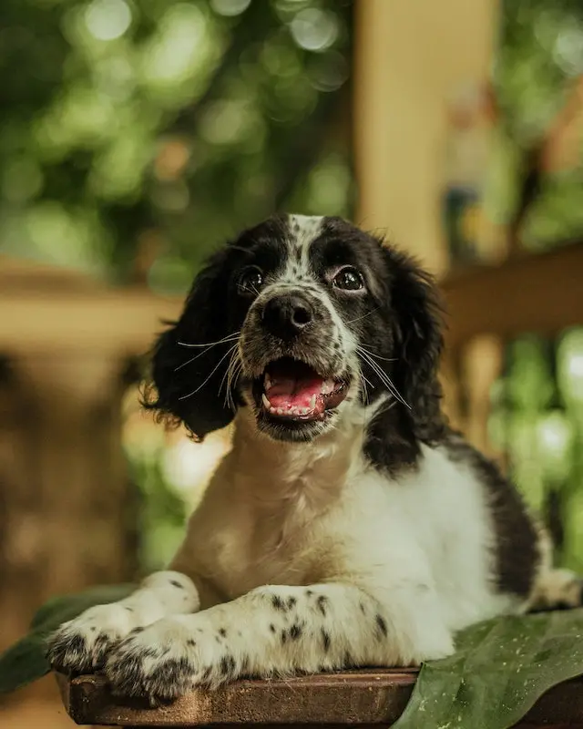 An English Springer Spaniel in black and white sitting with its mouth open.
