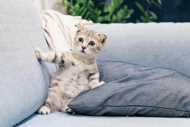 Why do cats like hair ties?
There's a cat standing cross on the couch.
