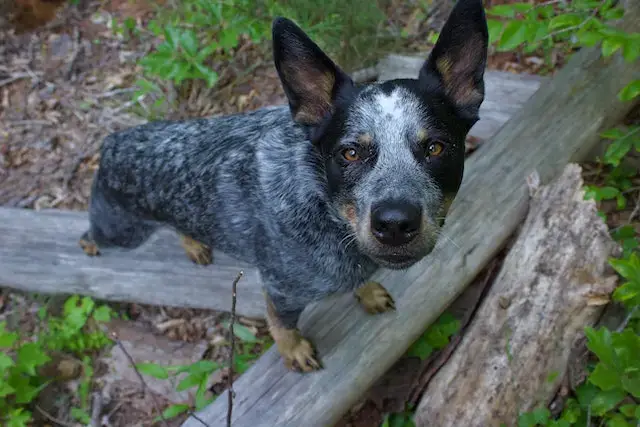 Are Australian Cattle Dogs aggressive? Close Up Photo of an Australian Cattle dog