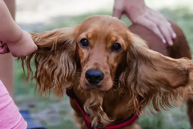 Are Cocker Spaniels Aggressive? Close-Up Shot of a Cocker Spaniel