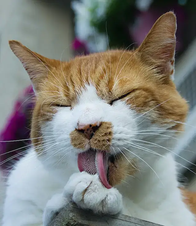 Is Fabuloso safe for cats