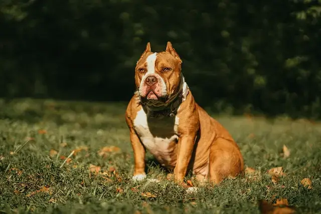 Are American Bullies Aggressive