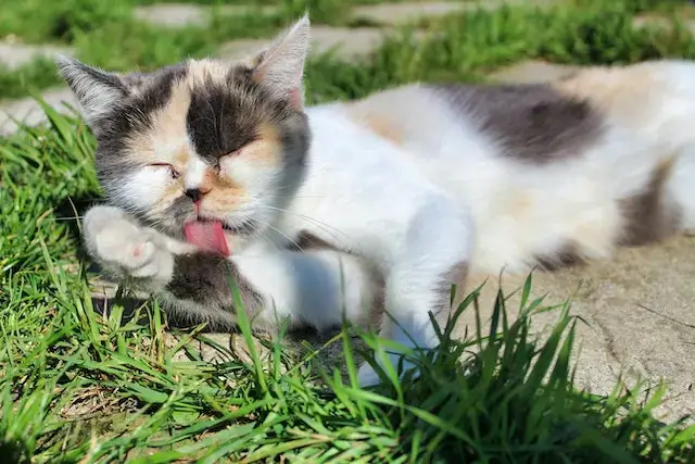 Why do cats sleep with their tongue out