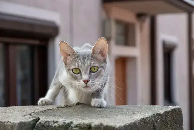 How fast are cats reflexes