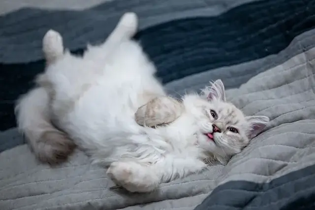 A white cat peacefully resting on the bed.