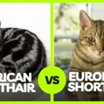 American Shorthair vs European Shorthair