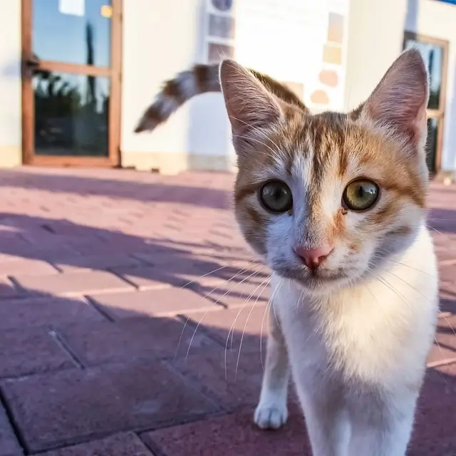 Are stray cats friendly