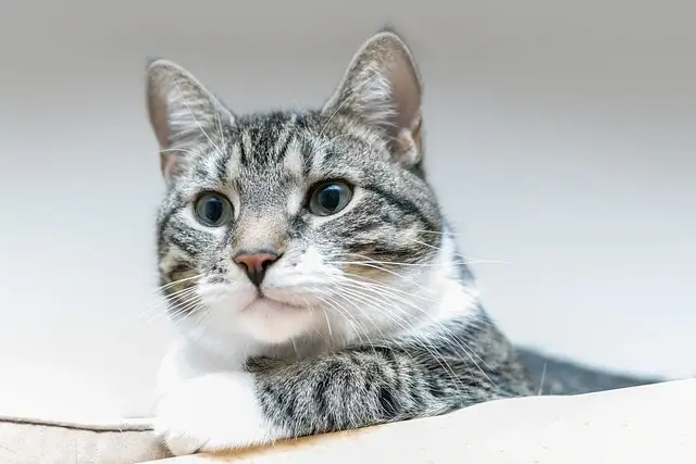 European shorthair clos up pgoto