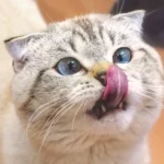 Why do cats lick their nose