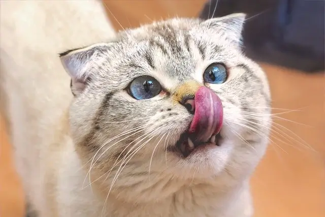 Why do cats lick their nose