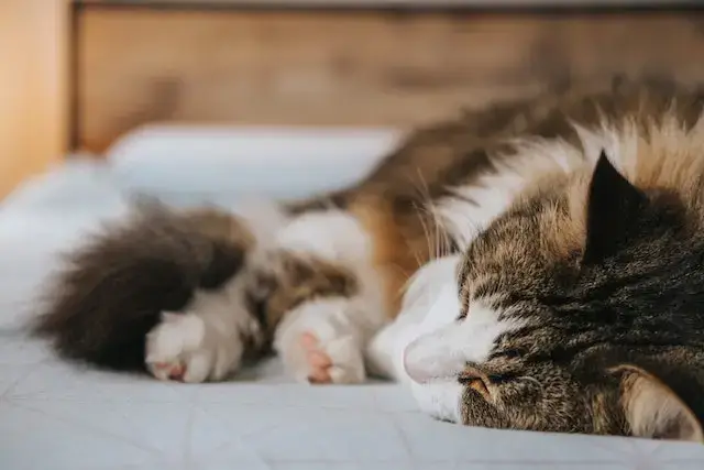 Why do cats tails fall off
