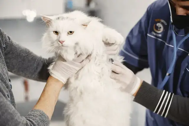 How Long Can A Cat Live On Subcutaneous Fluids? Cat at the Veterinarian