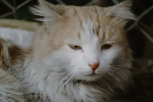 Fluffy Furry Cat