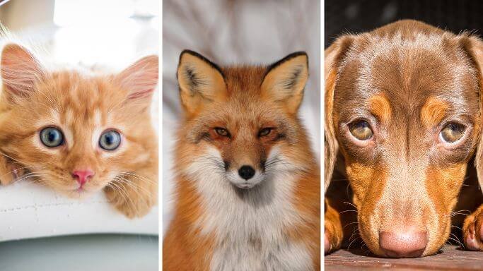 Are they dogs or cats? Three frame closeup photo of a fox with a cat and a dog.