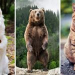 Are bears closer to dogs or cats