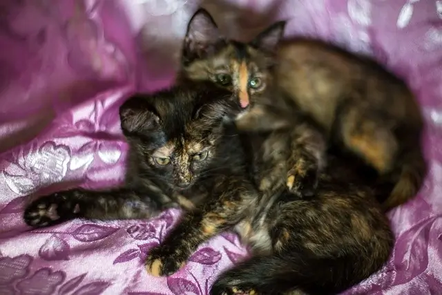 Do tortoiseshell cats get along with other cats? Two Tortoiseshell kittens lying on bed.