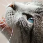 Should I trim my cat’s whiskers
