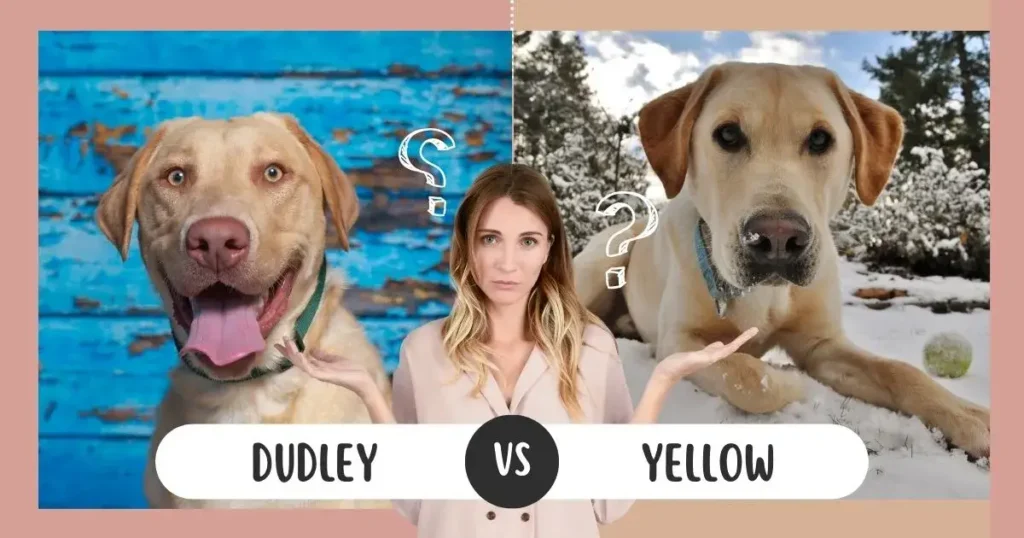 Dudley Lab vs Yellow Lab: Comparison image. 