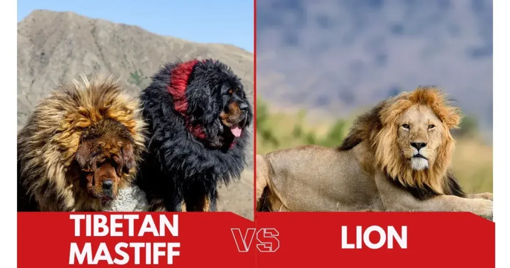 Tibetan Mastiff vs Lion: Comparison image