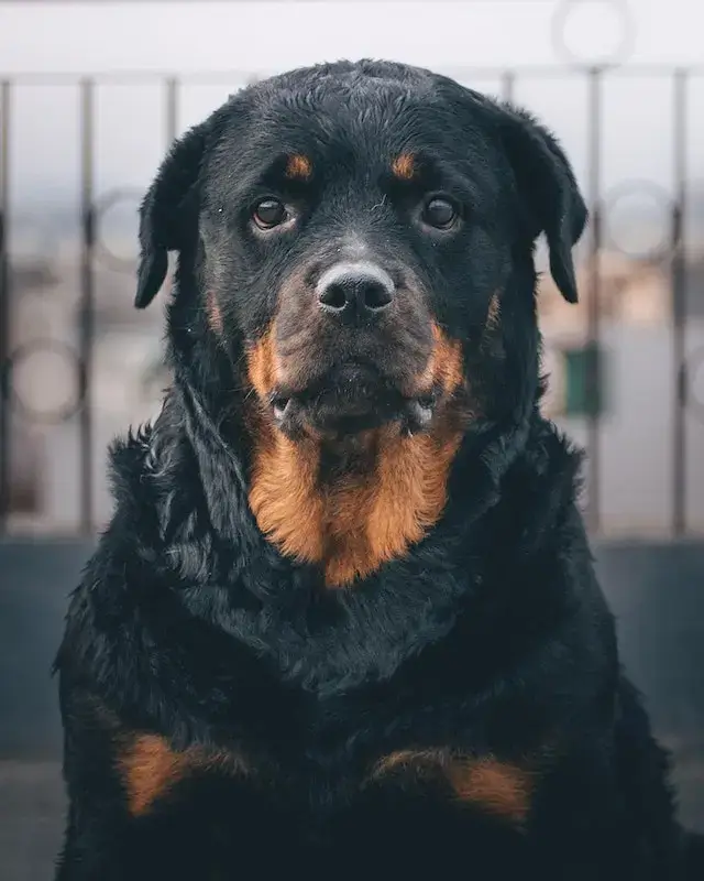 Black Rottweiler Dog in Close-up Photography