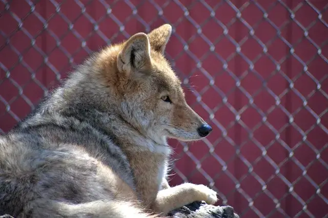 A Furry Brown Coyote
