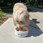 Simple Chopped Chicken Salad Recipe For Dogs